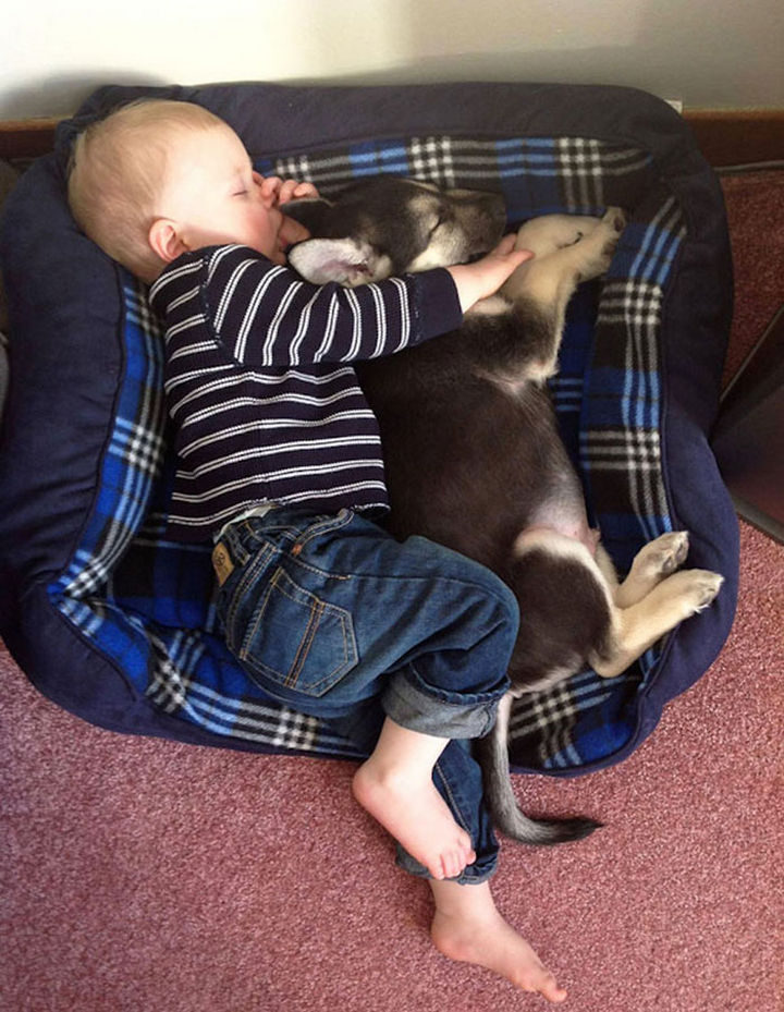 33 Adorable Photos of Dogs and Babies - Taking a nap with his best friend.