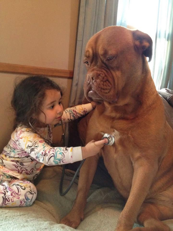 33 Adorable Photos of Dogs and Babies - Future vet giving her French Mastiff a checkup.