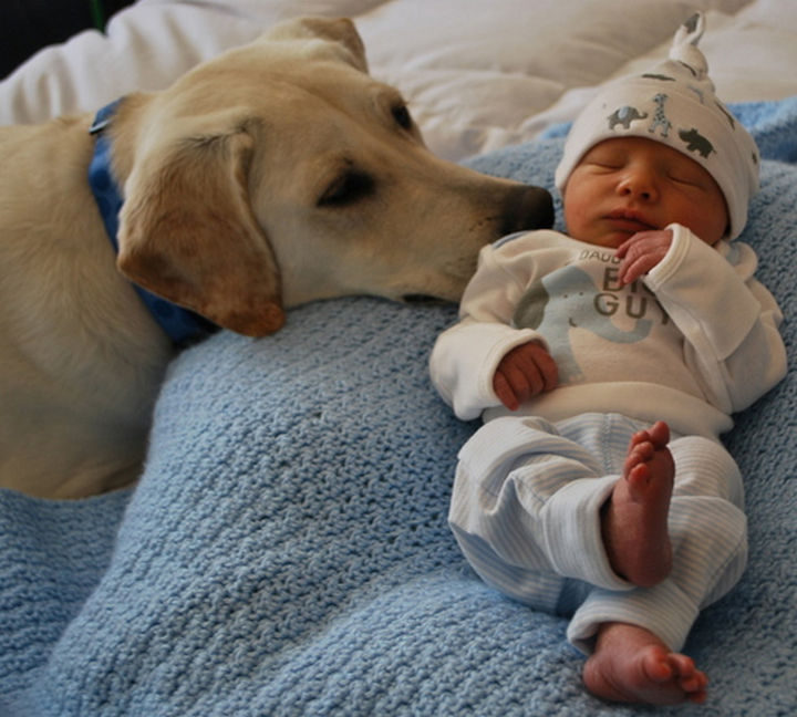 33 Adorable Photos of Dogs and Babies - Forming an immediate bond with a new member of the family.