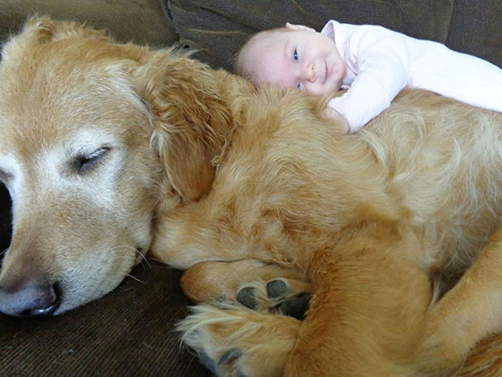 33 Adorable Photos of Dogs and Babies - Filled with happiness.