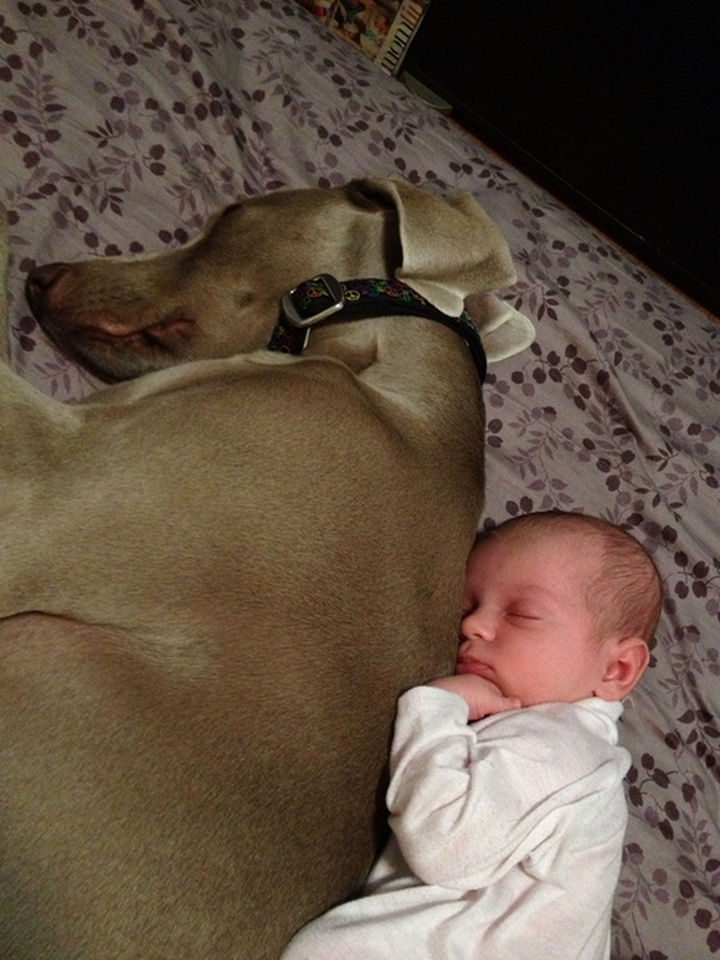 33 Adorable Photos of Dogs and Babies - He will protect him forever.