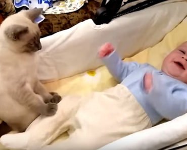 Her Baby Starts Moving Around in His Crib but Keep Your Eye on the Cat. So Cute!
