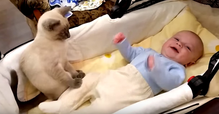 Cat Adorably Tries to Keep the Baby Calm by Holding on to Him.