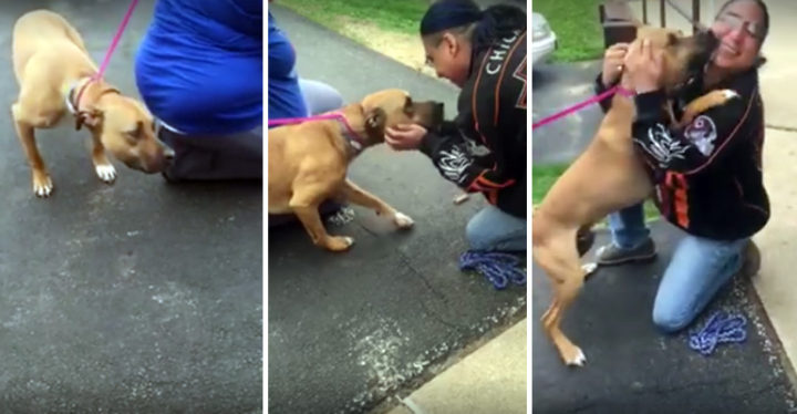 Dog Reunites With His Owner and Does the Sweetest Thing.