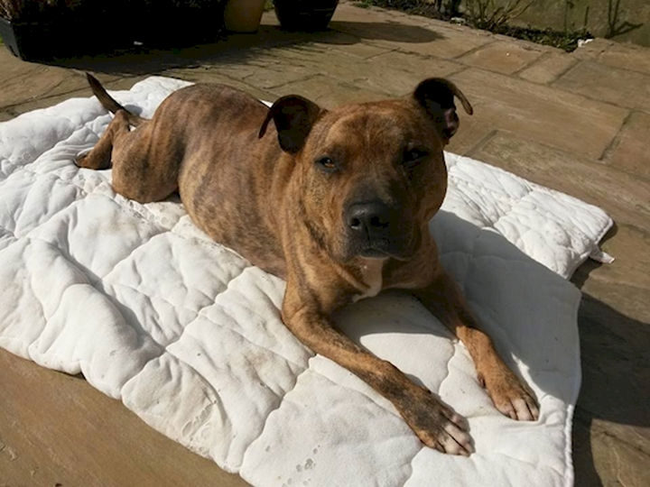 Freya is 6-years-old and she has spent her entire life in a shelter. She was found as a stray when she was just six months old by Freshfields Animal Rescue in Liverpool.