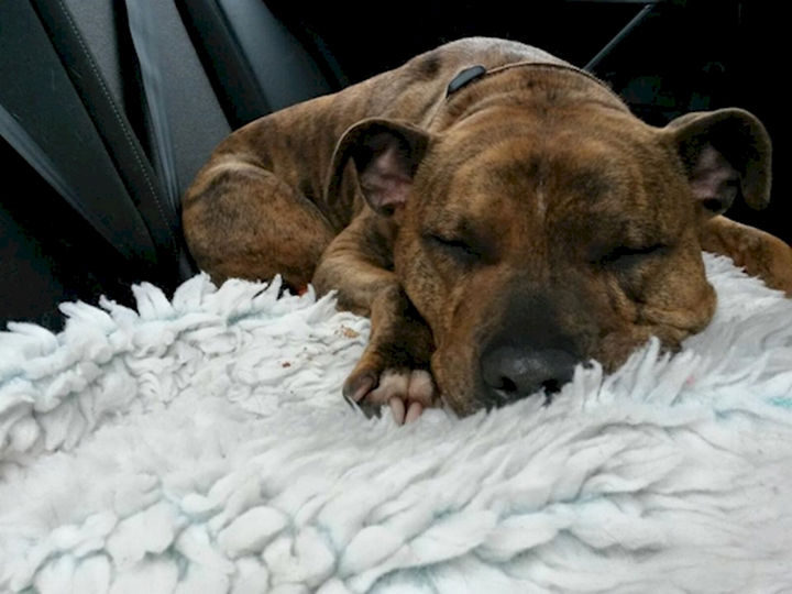 She has been dubbed 'Britain's loneliest dog' and it breaks your heart.