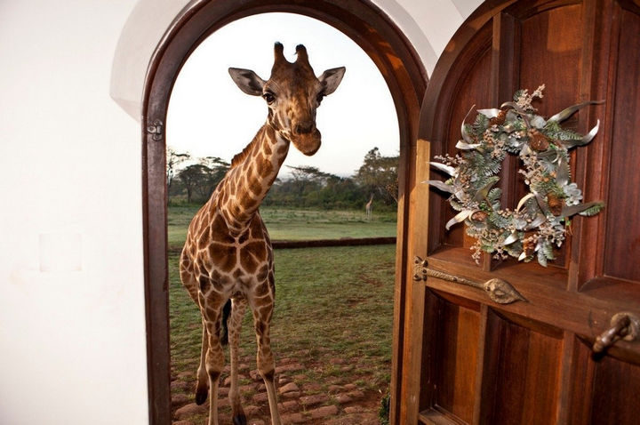 How about living with giraffes? They live on the property at Giraffe Manor and want to spend time with you!