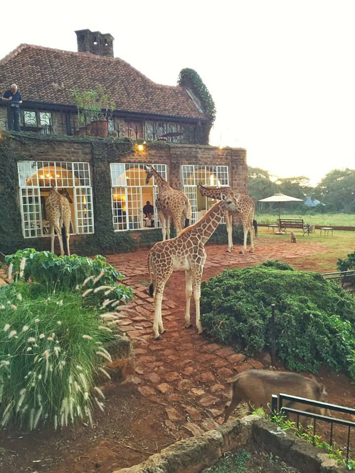 Nowhere can you experience living alongside such beautiful animals. How cute is that baby giraffe?