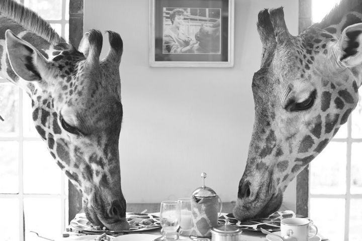 A lovely table for two at Giraffe Manor. Giraffes love eating lucerne grass and carrots but they love to lick salt blocks even more!