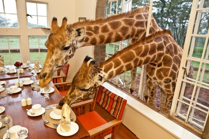 The windows at Giraffe Manor are just the perfect size to let them have dinner with guests.