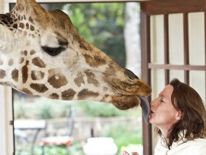 These giraffes are really friendly and might try to steal a kiss.