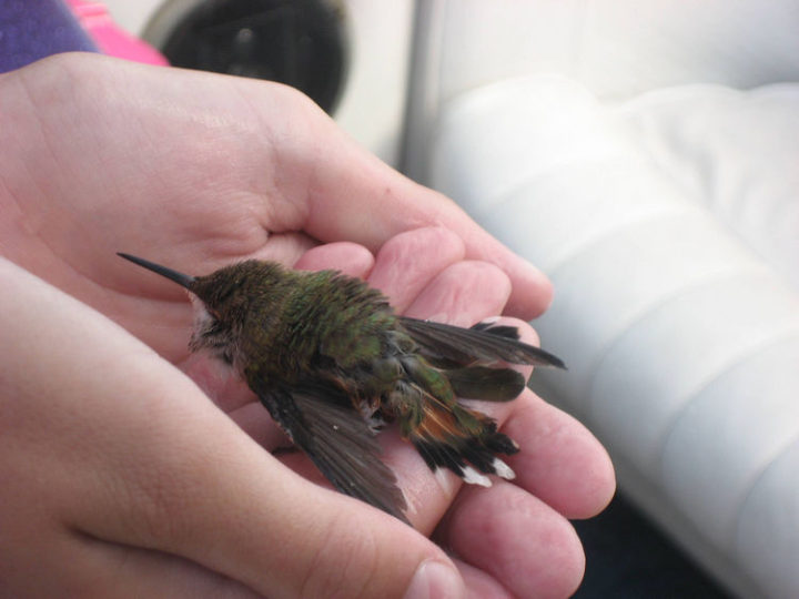 It wasn't garbage at all! It was a tiny hummingbird that somehow fell into the lake.