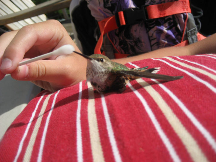 They fed it hummingbird food as it was starving and to also help regain its strength.