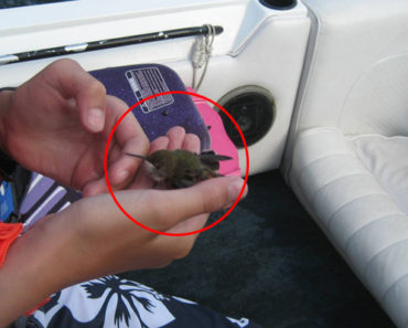 Hummingbird Rescued by a Family Boating on a Lake