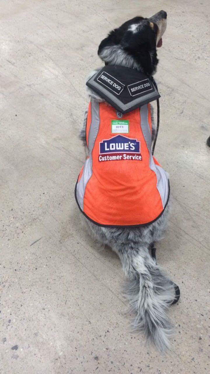 They not only gave him a job but hired his service dog too and made a custom vest for his dog Blue.