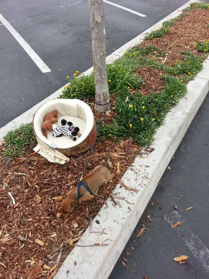 Man Finds a Puppy Tied to a Tree on His Way to Work.