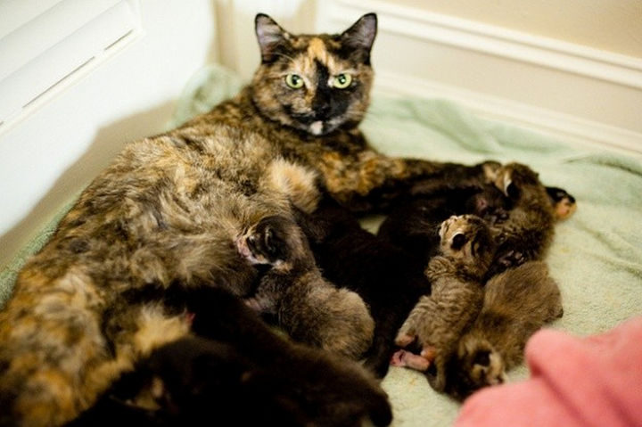 Lizzy the rescue cat recently had a litter of 4 kittens and she is a proud mommy.