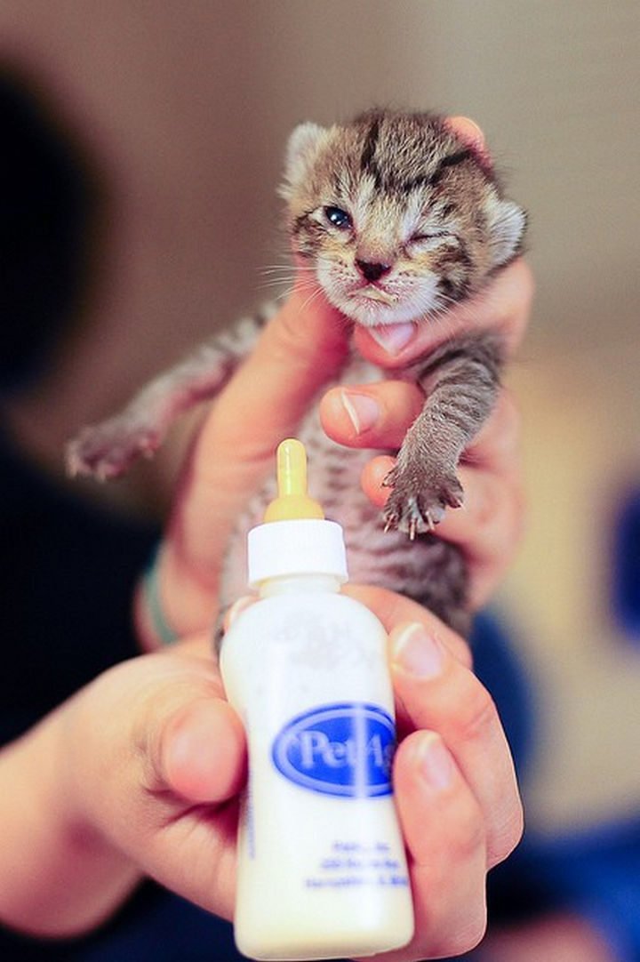 The adorable kittens were being fed with bottles but they needed a mother to take care of them.