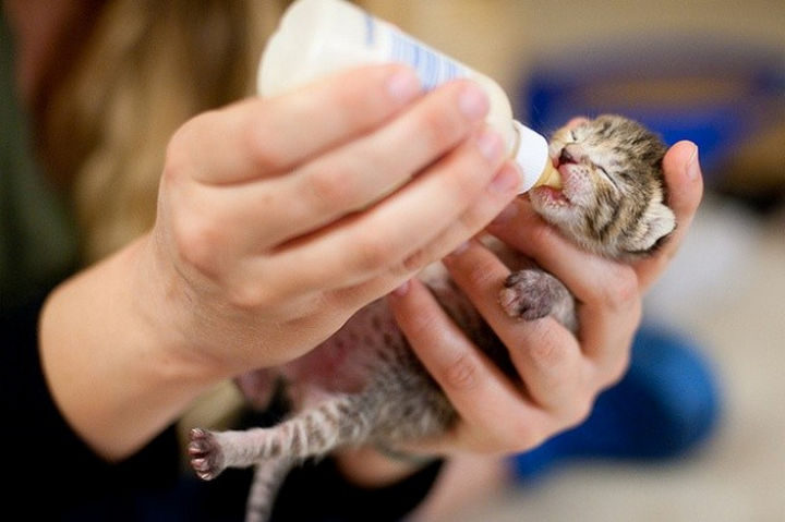 They are so cute and all they needed was a mother cat to love and care for them.