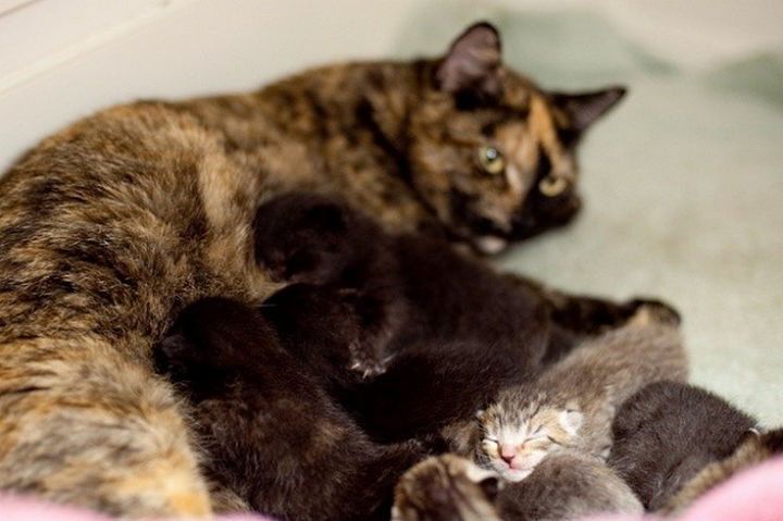 Lizzy now takes care of 9 kittens! She is one exceptional mommy and gives so much unconditional love to her new family.