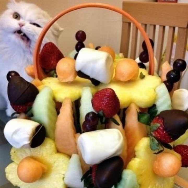 10 animal photobombs - Not a fan of fruit.