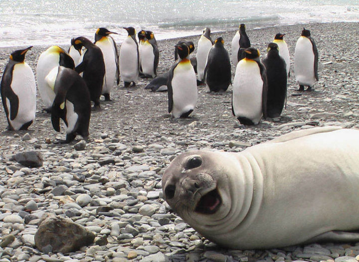 10 animal photobombs - Crashing the penguin party.
