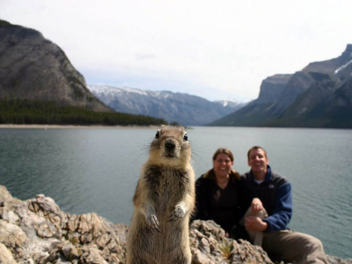10 animal photobombs - A great day for a photo.