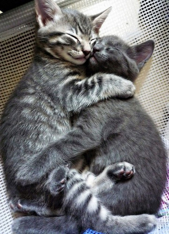 10 Photos of Cats Hugging - Best friends taking a nap.