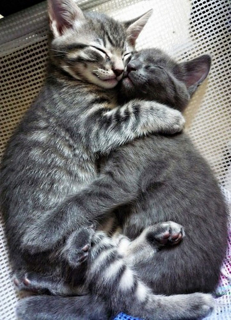 10 Photos Of Cats Hugging Is The Cutest Thing Ever 