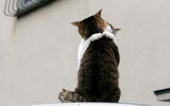 10 Photos of Cats Hugging - Never letting go of his sweetheart.