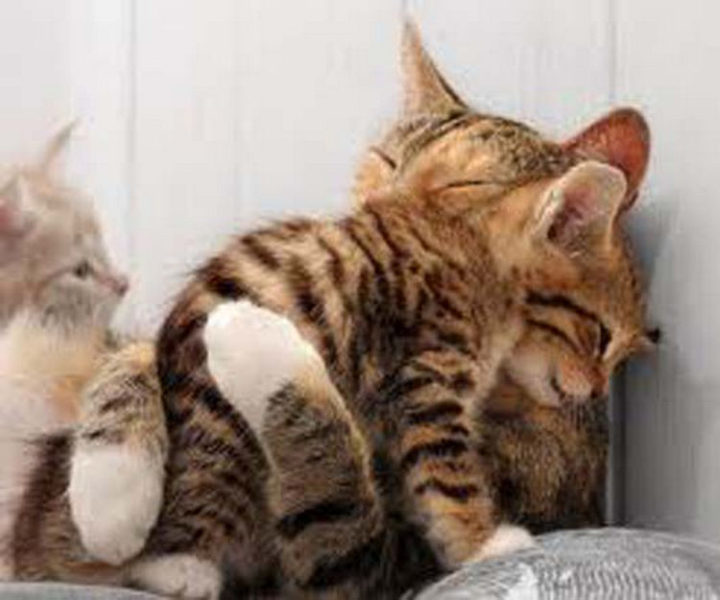 10 Photos of Cats Hugging - A proud mother hugging her daughter.