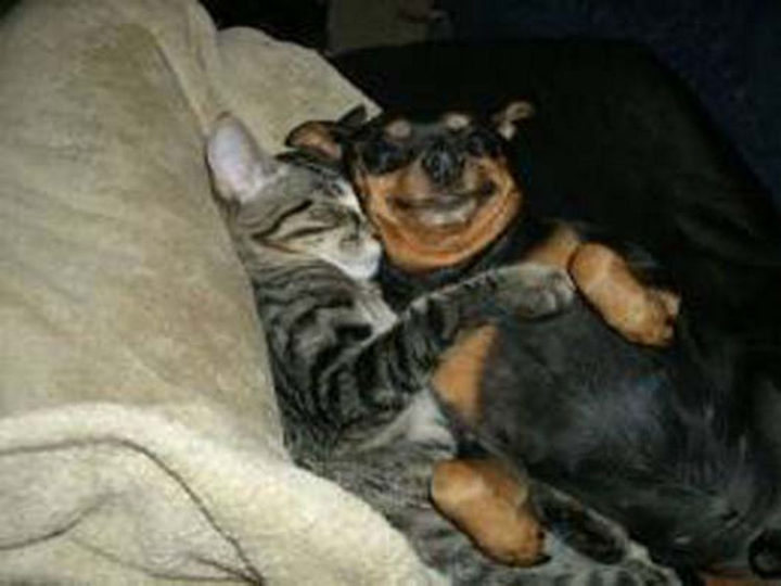 10 Photos Of Cats Hugging Is The Cutest Thing Ever