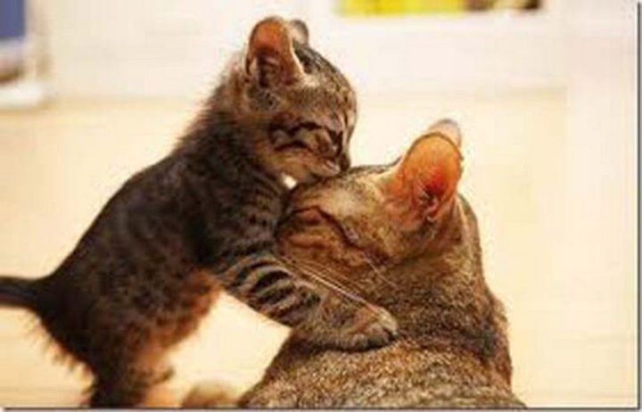10 Photos of Cats Hugging - Sweet kisses for his mama.