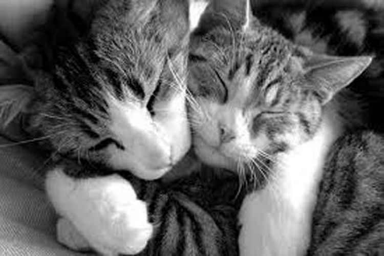 10-Photos-Cats-Cuddling-Cutest-Thing-Ever-08.jpg