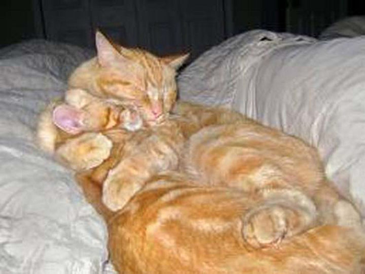 10 Photos of Cats Hugging - Cats hugging all day long.