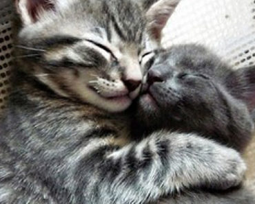 10 Photos of Cats Hugging Will Be the Cutest Thing You’ll See All Day
