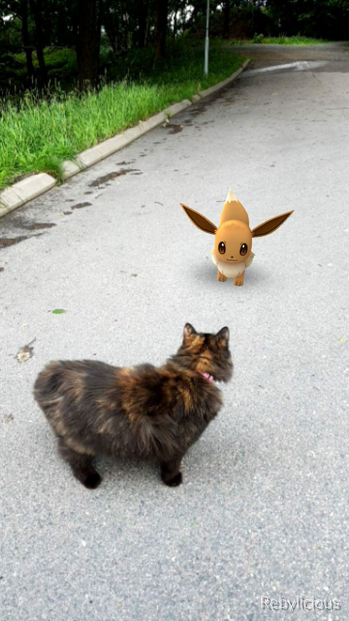 When your pets begin seeing Pokémon (and Pokémon Go memes).