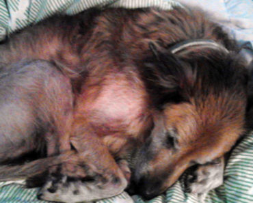 16-Year-Old Dog Was Abandoned and No One Wanted to Adopt Him. Then THIS Happened…