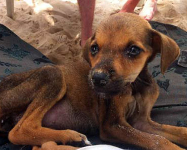 2 Tourists Find a Starving Puppy in Colombia. What They Did Next Warmed My Heart.