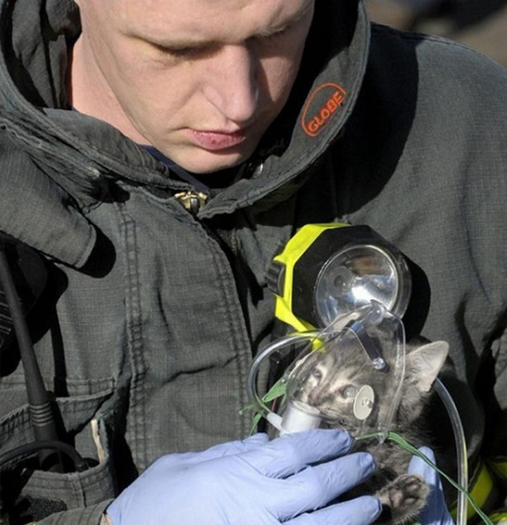 20 Photos Will Restore Your Faith In Humanity - This firefighter providing oxygen to a cat that was rescued from a house fire.