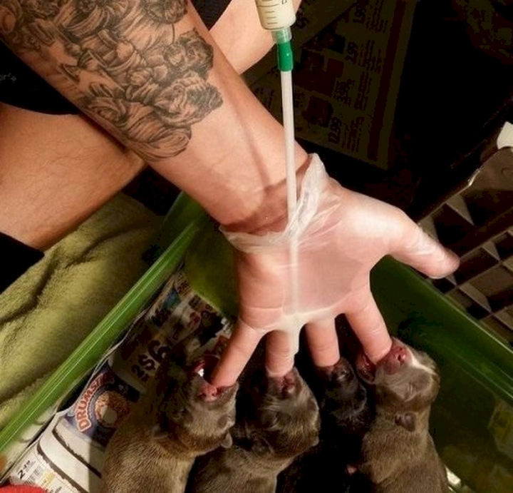 20 Photos Will Restore Your Faith In Humanity - This man who found an awesome way to feed a litter of puppies.