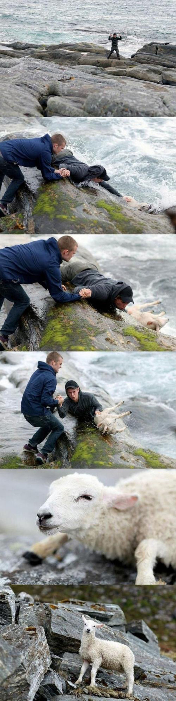 Two Norwegian guys rescuing a sheep that accidentally fell into the ocean.