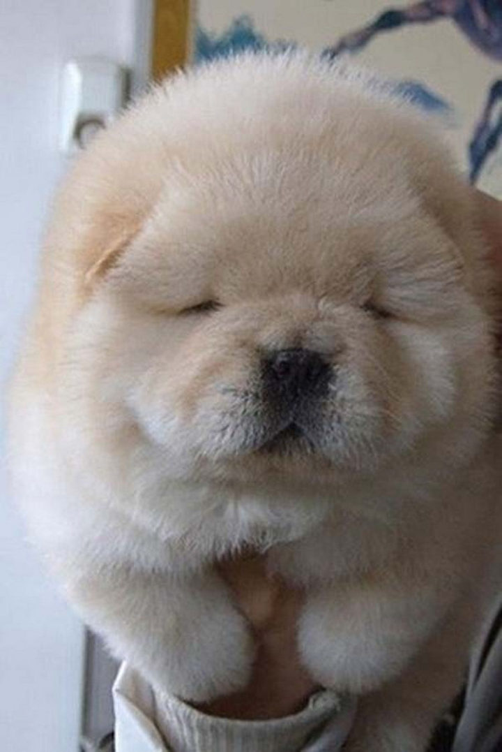25 Super Cute Fluffballs - Aren't Chow puppies the cutest?