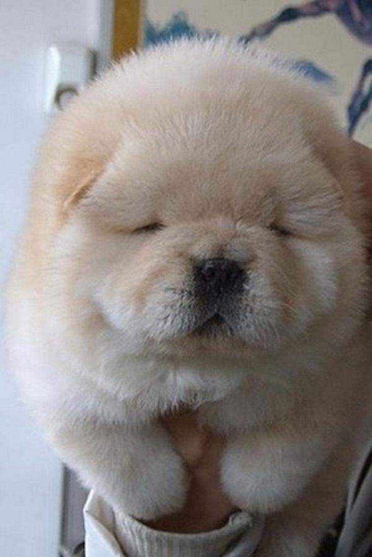 25 Super Cute Fluffballs You Will Want to Hug Forever