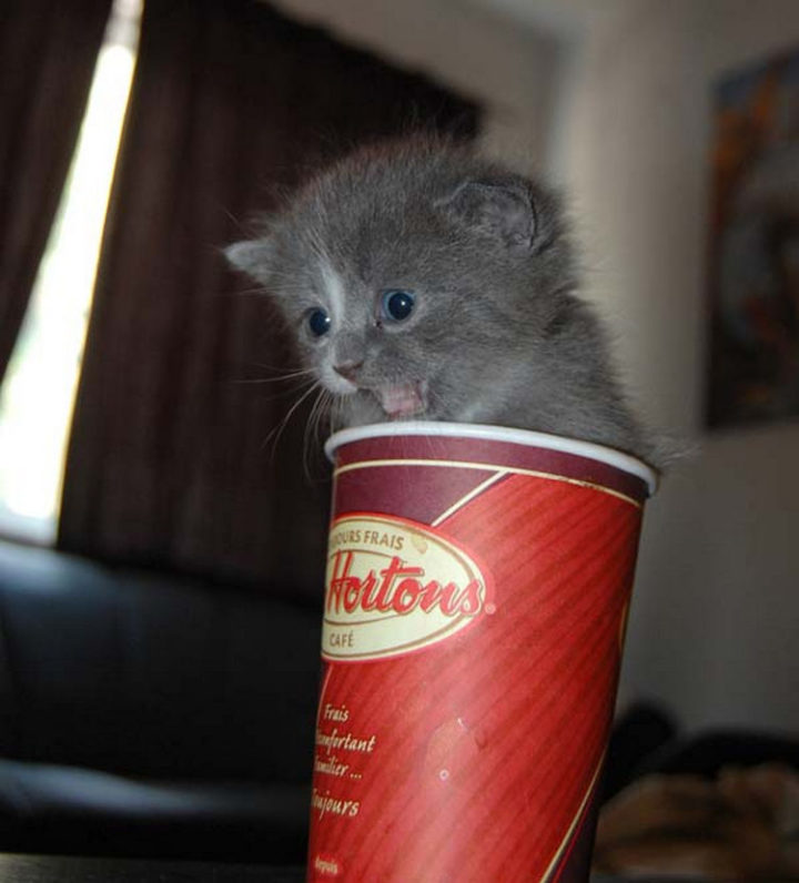 25 Super Cute Fluffballs - How come my coffee cups don't contain this amount of cuteness?