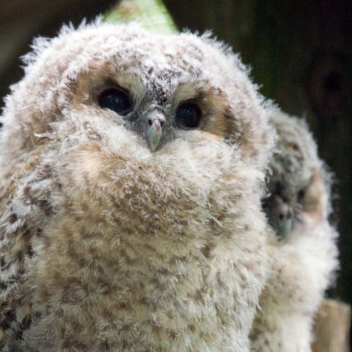 25 Super Cute Fluffballs - Owls don't get fluffier than this.