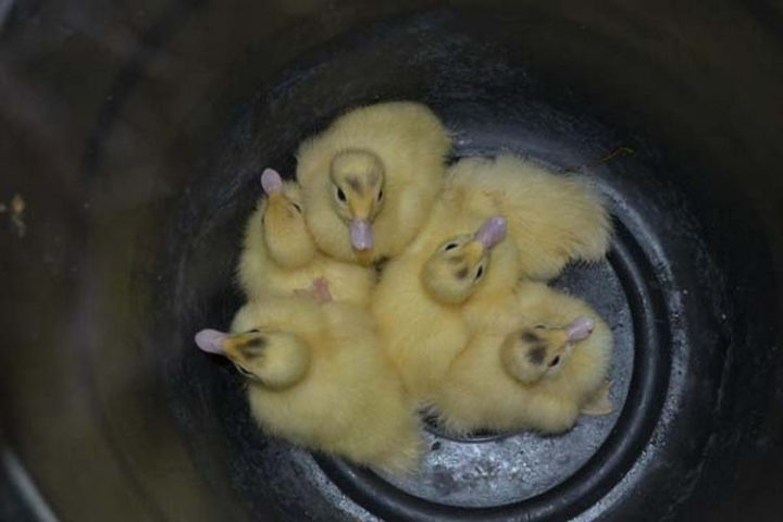 25 Super Cute Fluffballs - These ducklings are fluffy and they know it.
