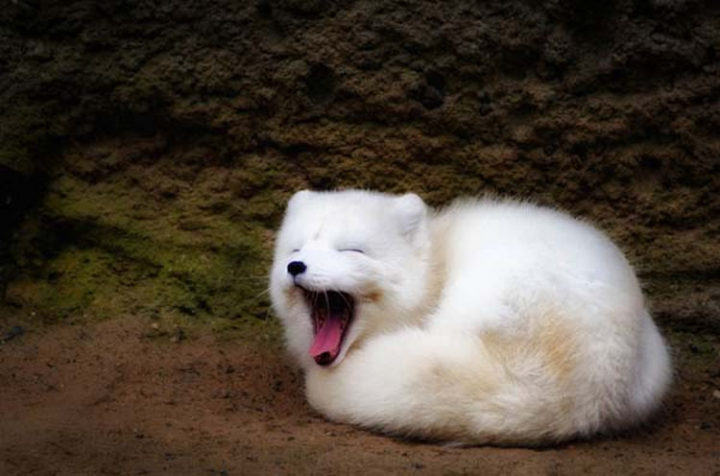 25 Super Cute Fluffballs - Baby foxes are fluffy and adorable.
