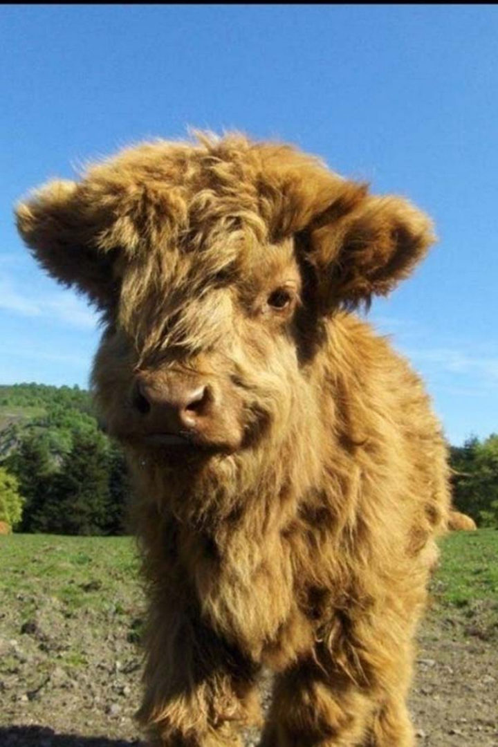 25 Super Cute Fluffballs - This Highland calf is covered in fur...gorgeous!