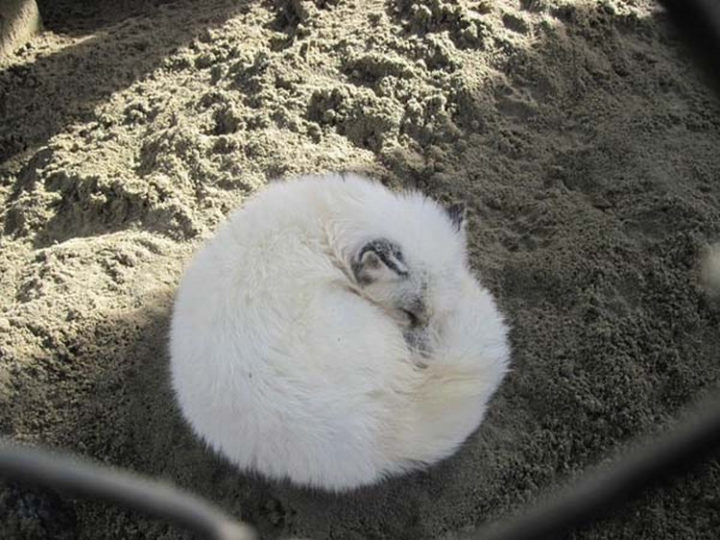25 Super Cute Fluffballs - Even when they are sleeping!